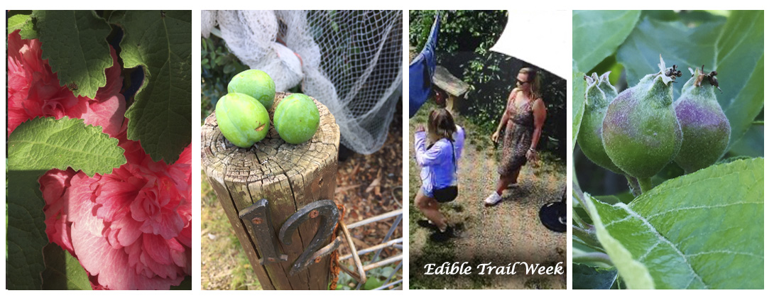 edible trail plus